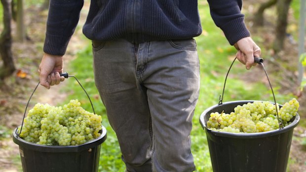 Picking fruit in the vineyards at English winemaker Chapel Down Wines.