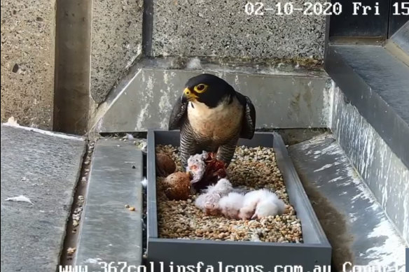 New hatchlings having their first feed on Friday. 