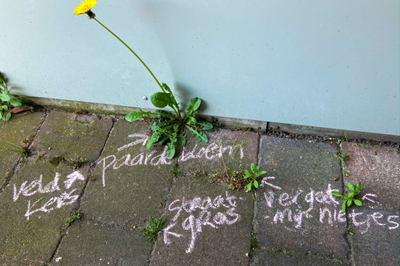 Learning the proper names of plants is a short step to a much more interesting neighbourhood walk, headphones not required.