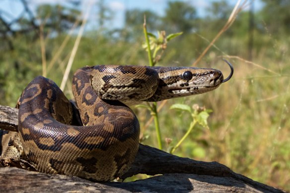 O culpado, ou um deles: uma píton da África Central.