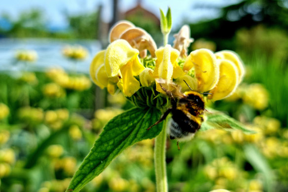 Some species like phlomis will survive with minimal water. Just be prepared for a little less foliage.