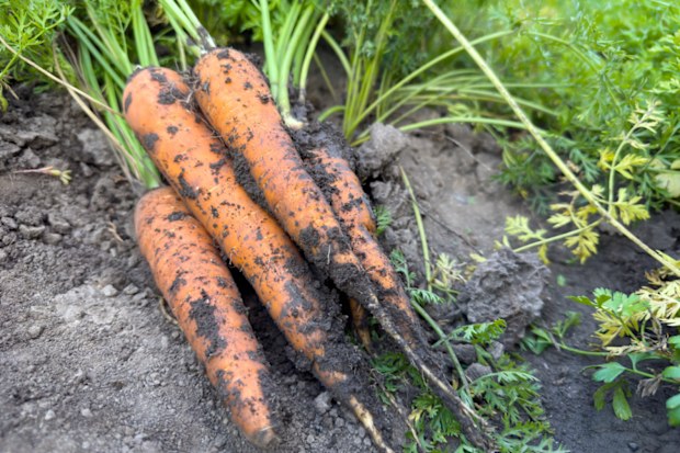 Freshly harvested carrots lying in garden bed