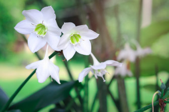 The Eucharis lily is sometimes called the Amazon lily.   