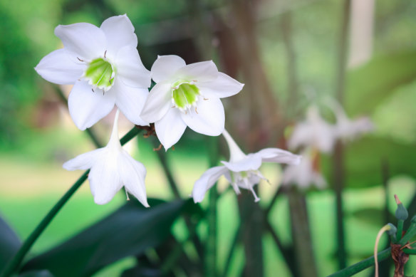 The Eucharis lily is sometimes called the Amazon lily.   
