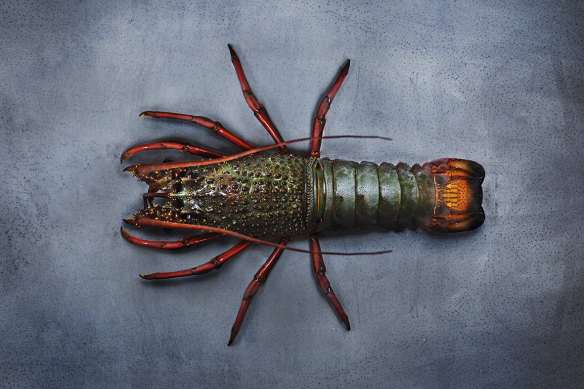 Eastern rock lobster.