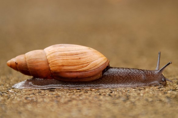 The rosy predator snail has likely caused hundreds of snail extinctions in the Pacific.