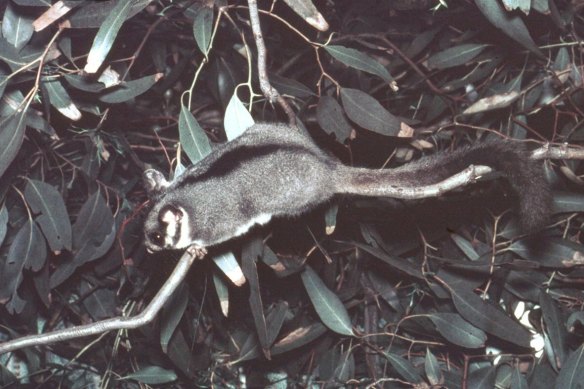 “Jimmy”, the first captive Leadbeater’s Possum after its rediscovery in 1961. He lived with Wilkinson for a time at home.