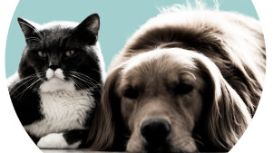 Cat Filter Makes Lawyer Look Like Fluffy White Kitten In Court