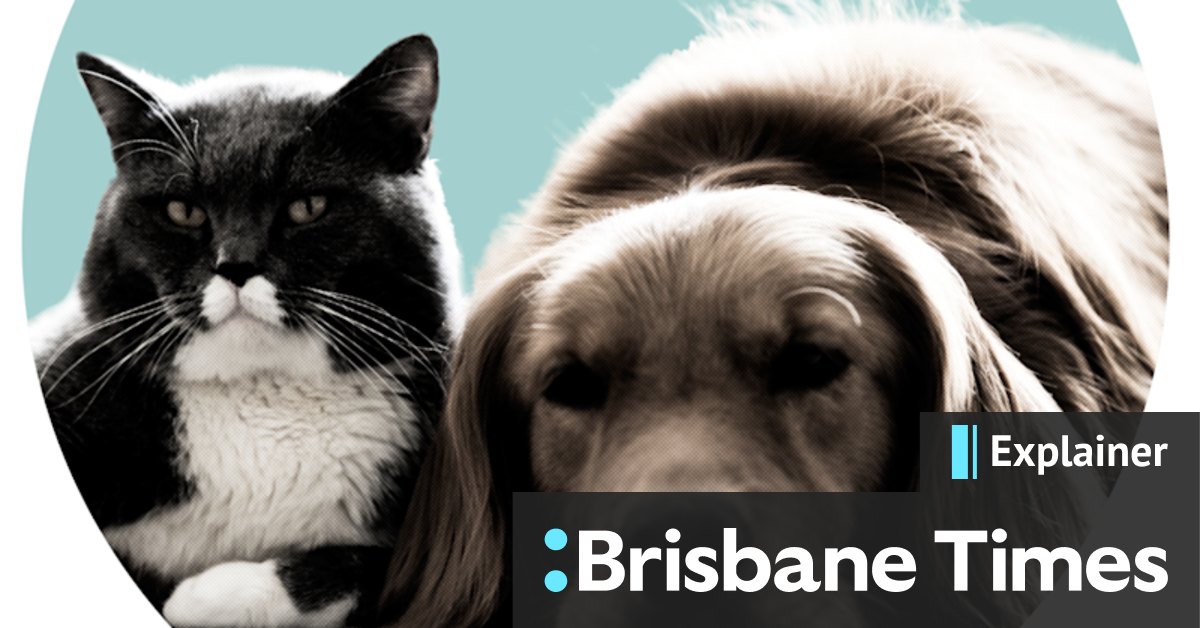 Can pets like cats and dogs think like humans? - Vimarsana News