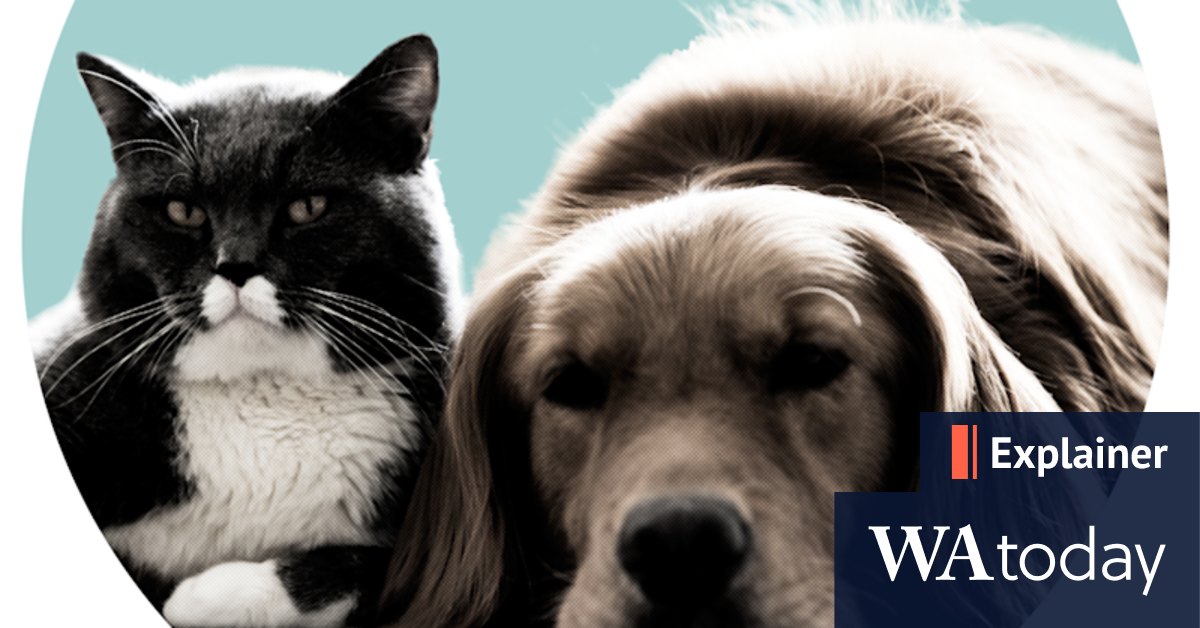 Can pets like cats and dogs think like humans? - Vimarsana News