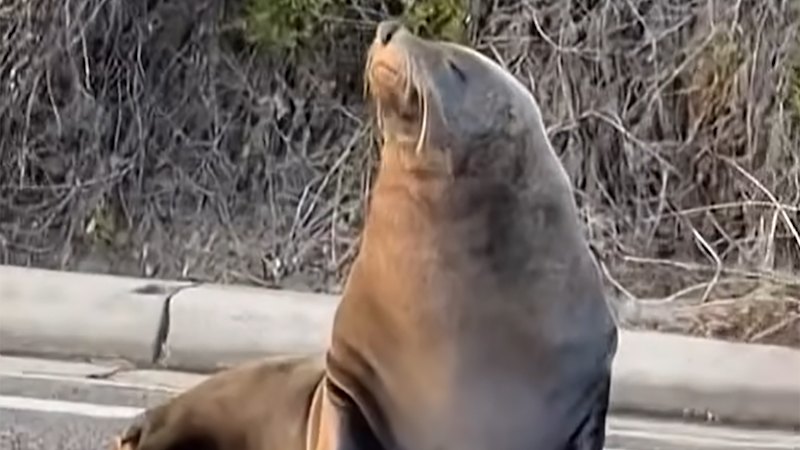 ‘Can’t park there, mate’: The seal that brought Dromana to a standstill
