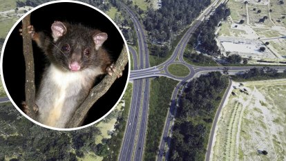 Critically endangered possums to lose home to $1 billion WA road