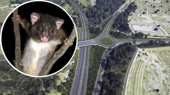 Seventy-two western ringtail possums could be displaced by the construction of the Bunbury Outer Ring Road.