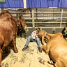 Animals and show goers alike will have to wait several more days for this year’s Grande Parade, which was postponed to Saturday. 