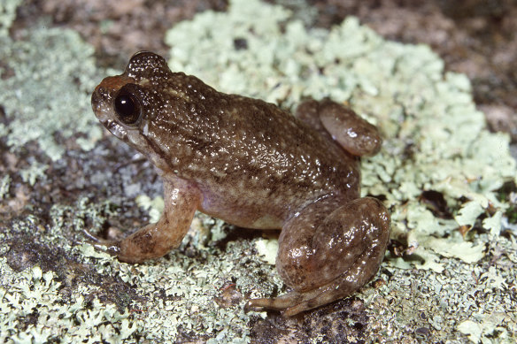 The northern gastric-brooding frog