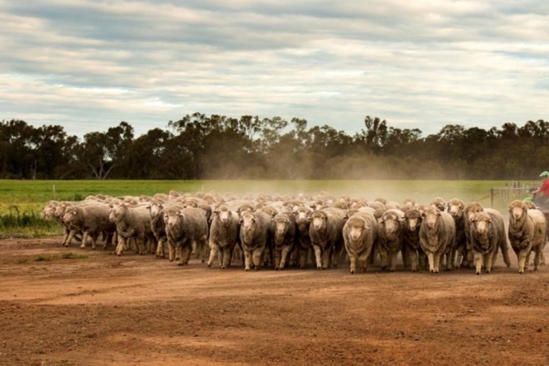 Mormons join $1.1b American push into 'undervalued' Aussie farmland