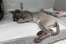 Pumpkin was in hospital fo four days with his treatment costing owner Gary $6000.
