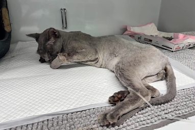 Pumpkin was in hospital fo four days with his treatment costing owner Gary $6000.
