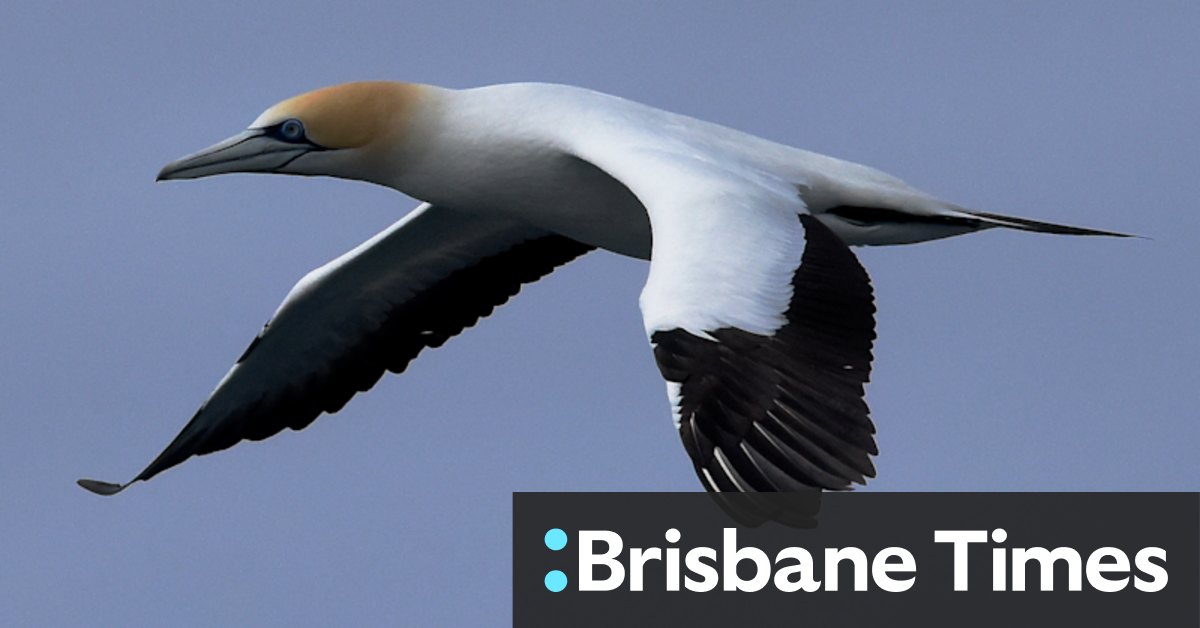 Gannet chicks hold up defence force plan to relocate Port Phillip Bay platform - Vimarsana News