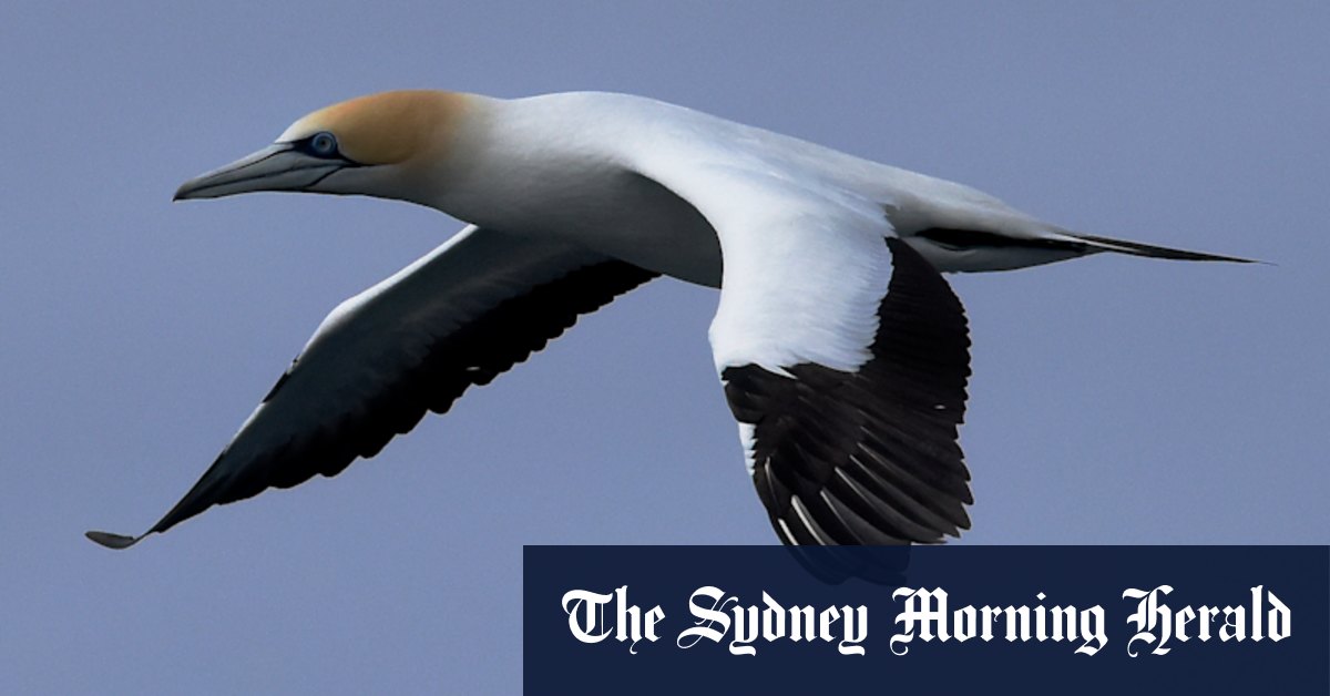 Gannet chicks hold up defence force plan to relocate Port Phillip Bay platform - Vimarsana News