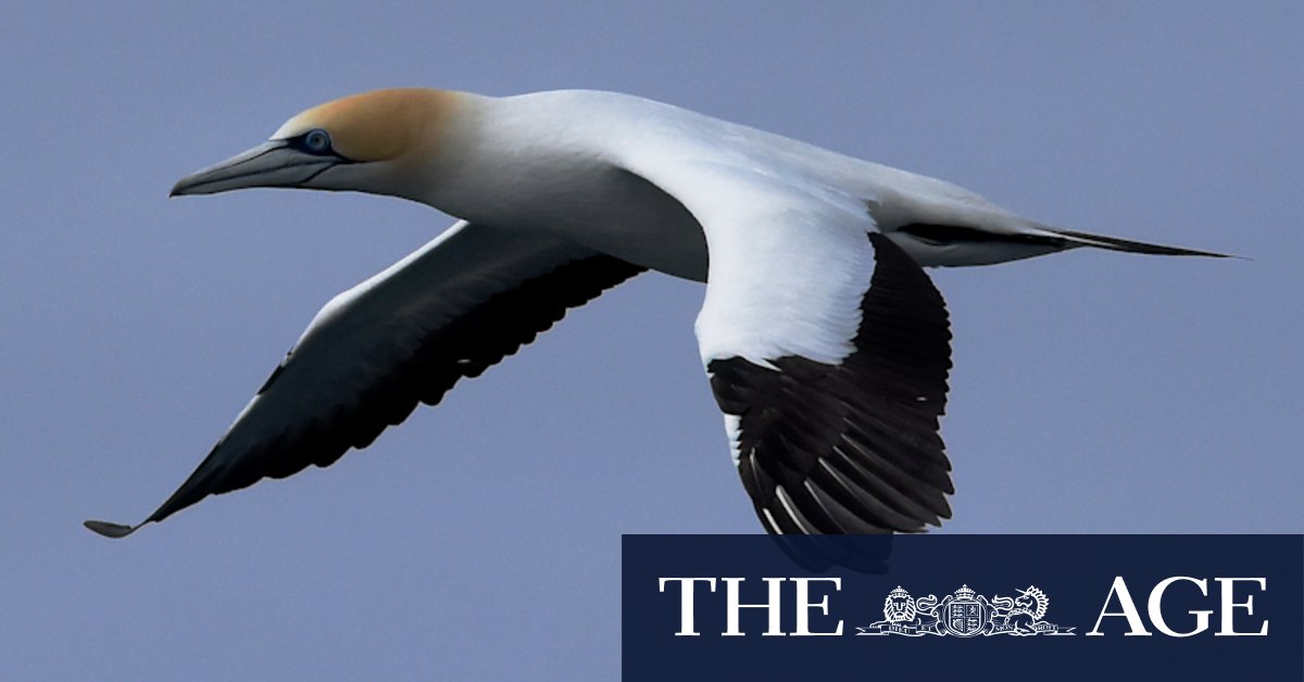 Gannet chicks hold up defence force plan to relocate Port Phillip Bay platform - Vimarsana News