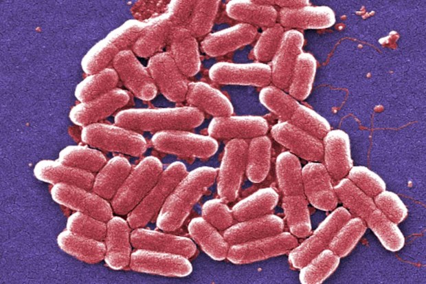 E.Coli is a common bacteria, but certain mutations can be resistant to antibiotics and potentially deadly.