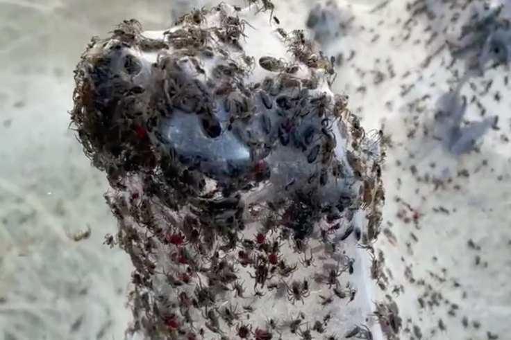 Spiders cover Australian region of Gippsland in cobwebs as they flee  flooding