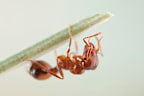 Macro shot of a fire ant using a brush that is found on ant foreleg that is used for cleaning the antennae. Shot at 2 times live-size (2x).