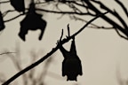 Though not confirmed conclusively yet, a majority of scientists agree COVID-19 crossed into humans from an animal species, probably a bat.
