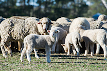 Multiple sheep were injured, with two dying as a result.