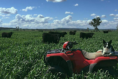 Barley is heading for shelves and feedlots.
