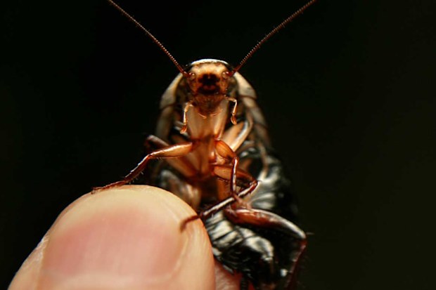 Cockroaches are uniquely qualified to survive a meteor strike.