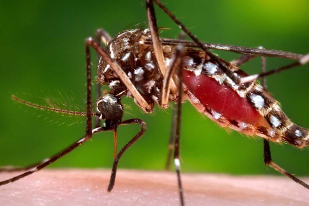 Aedes aegypti sivrisineği dengue ateşi gibi hastalıkları yaymaktadır.