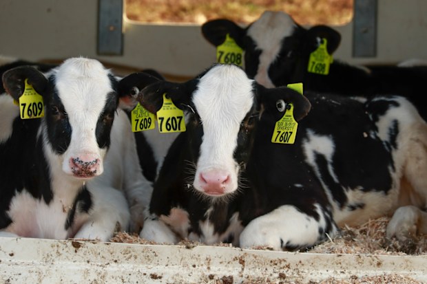 A farmer from rural Queensland says he has been forced to work "for free" amid worsening drought conditions that have forced him to dramatically cull his livestock.