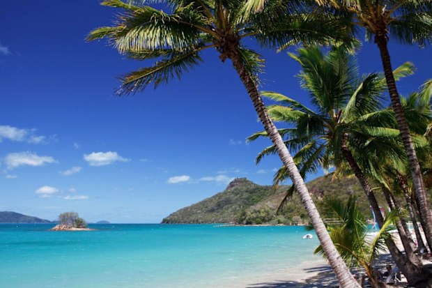 Hamilton Island beach with palm trees