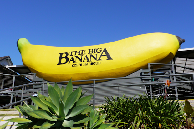 Built in 1964, the Big Banana at Coffs Harbour in NSW was one of Australia’s first big things.