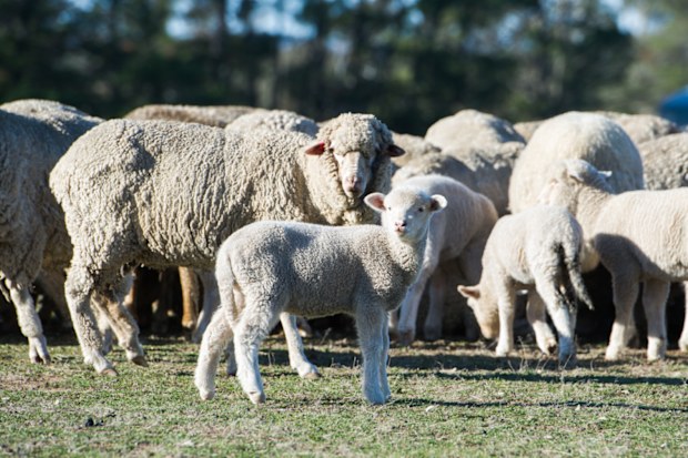 Sheep