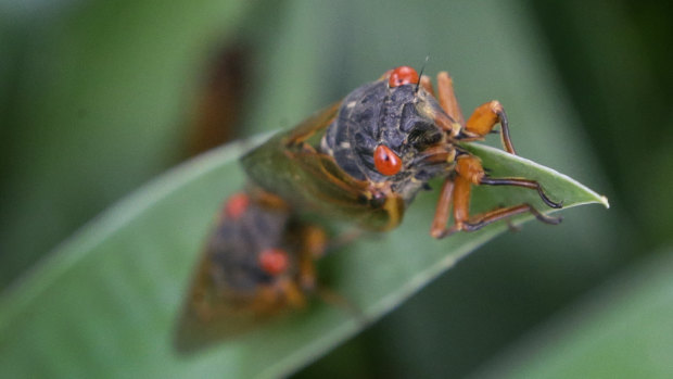 A periodical cicada in a garden in Lawrence, Kansas. 