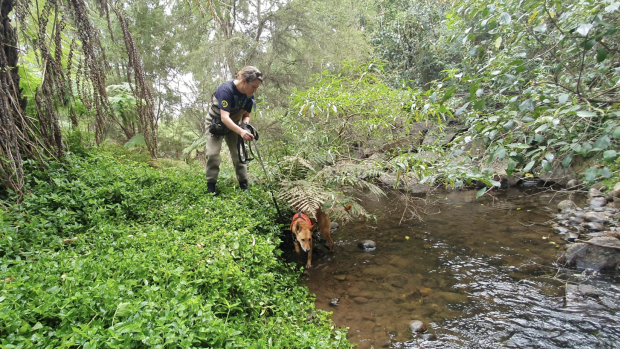 Wildlife detection dog Kip with his trainer Naomi Hodgens.