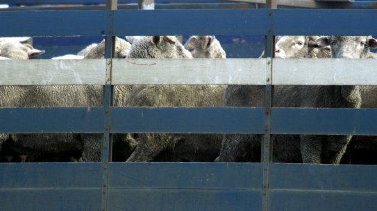 The ban on the live export of sheep in summer months is set to be relaxed.