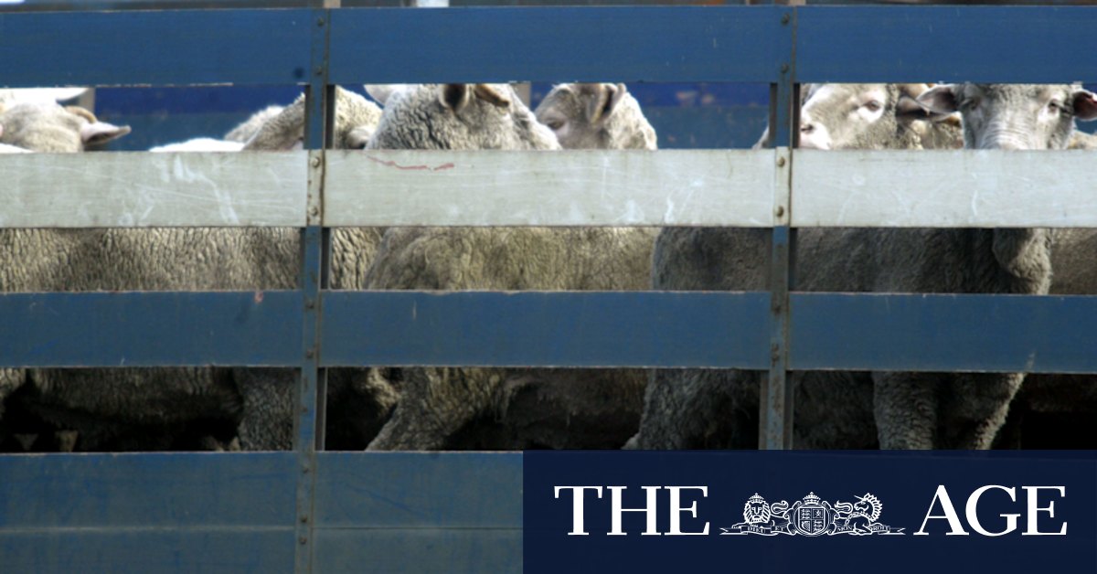 Live export shipping ban set to be relaxed in summer - Vimarsana News