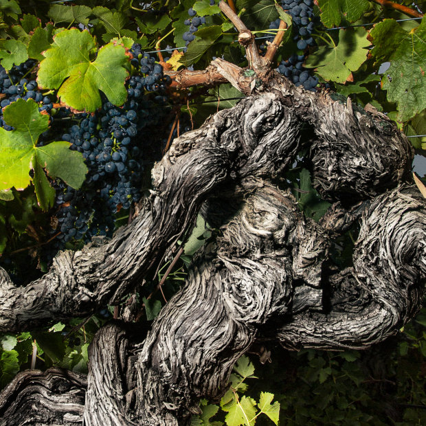 A grand old grapevine from Langmeil’s Freedom Vineyard
in South Australia’s Barossa Valley. The shiraz vineyard, planted in 1843, is the oldest in Australia – and possibly the world.