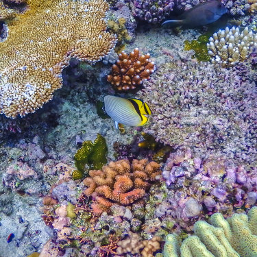 The vibrant corals of rhe Great Barrier Reef, one of the seven natural wonders of the world, are not expected to survive much longer as the planet continues to warm.