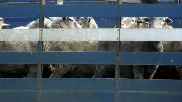 The Australian government banned the shipping of live sheep to the Middle East between June and September.