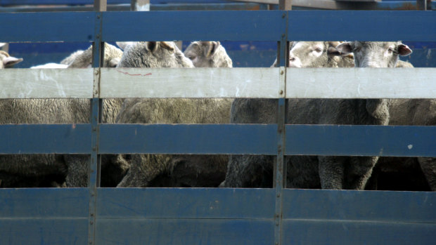 The Australian government banned the shipping of live sheep to the Middle East between June and September.