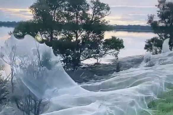 Gippsland Spectacular Silken Blanket Covers Gippsland Towns In Spider 