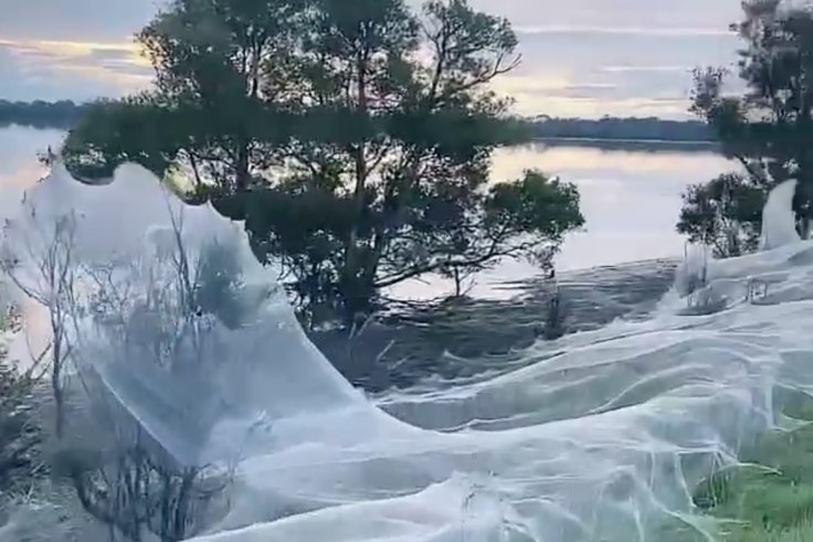 Spiders cover Australian region of Gippsland in cobwebs as they