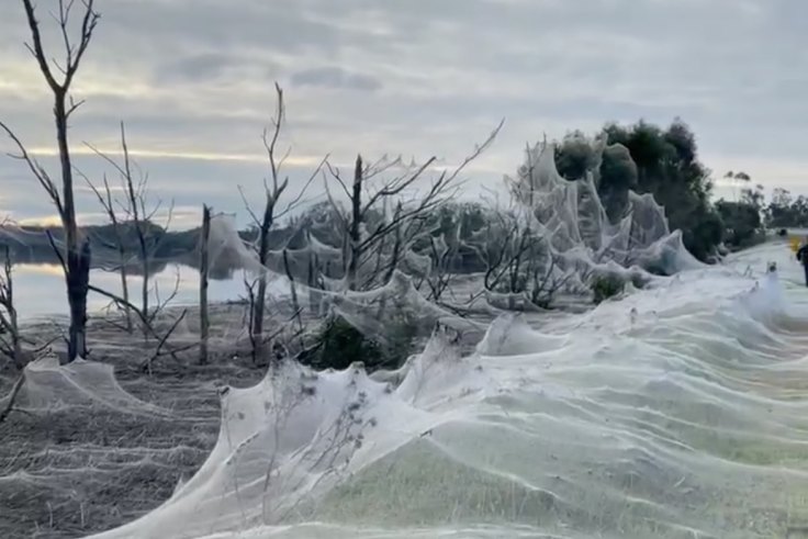 Spiders cover Australian region of Gippsland in cobwebs as they flee  flooding