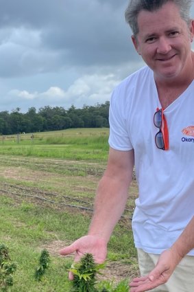 Bernie Bradley at a legal marijuana plantation in Queensland. 