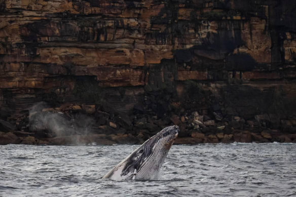 A whale near the new viewing platforms at North Head, Manly. 